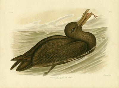 Giant Petrel, 1891 by Gracius Broinowski